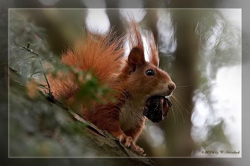 Eichh�rnchen...