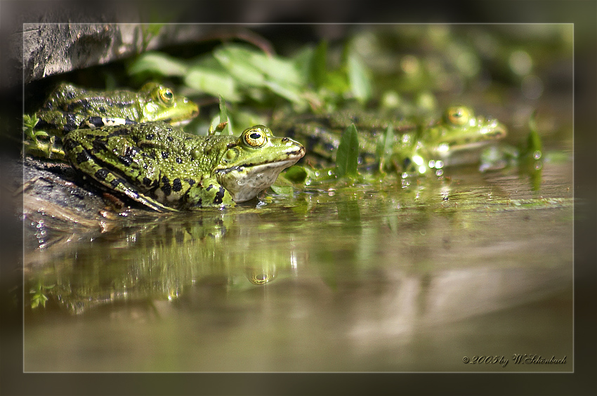 Fr�sche beim Sonnenbad