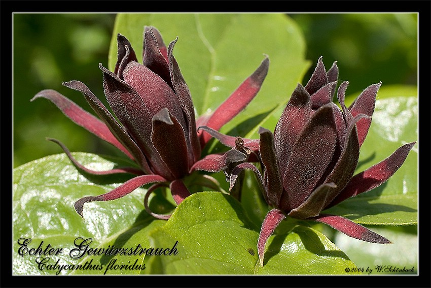 Calycanthus floridus - echter Gew�rzstrauch