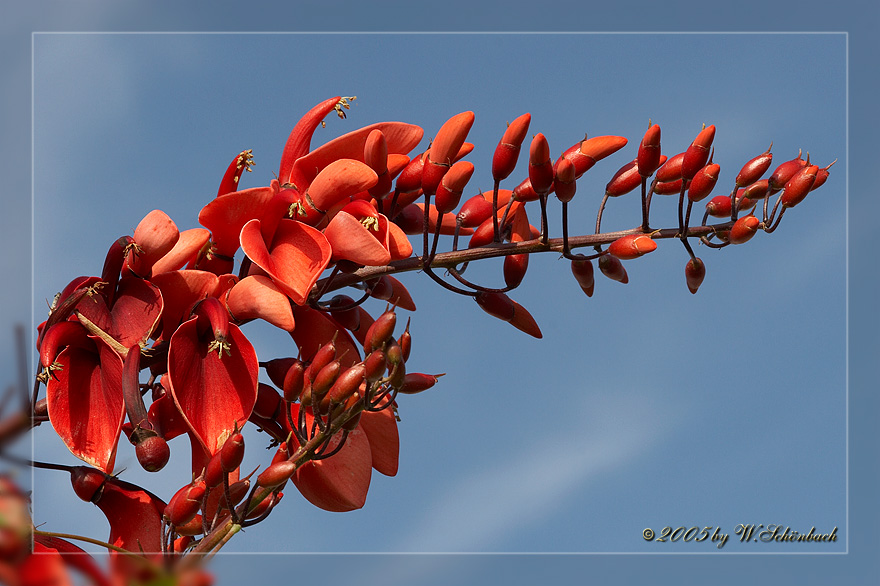 Bl�te des Korallenstrauch