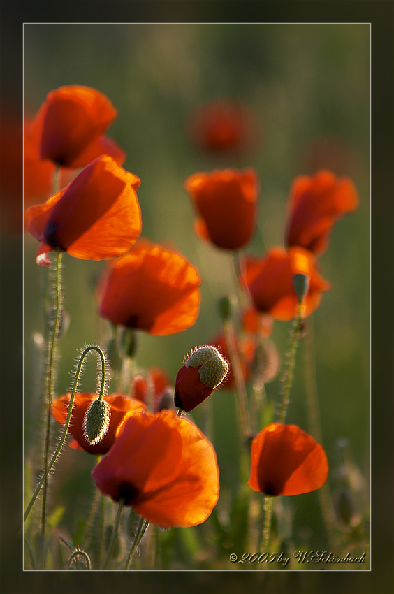 Leuchende Mohnbl�ten