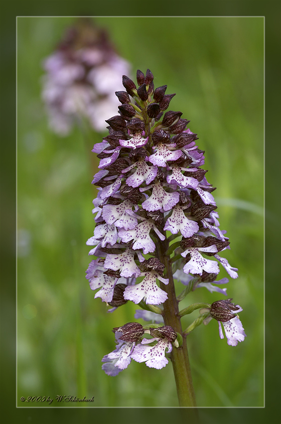 Orchis purpurea  (Nahaufnahme der Bl�te)