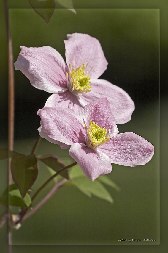 Clematisbl�ten (1)