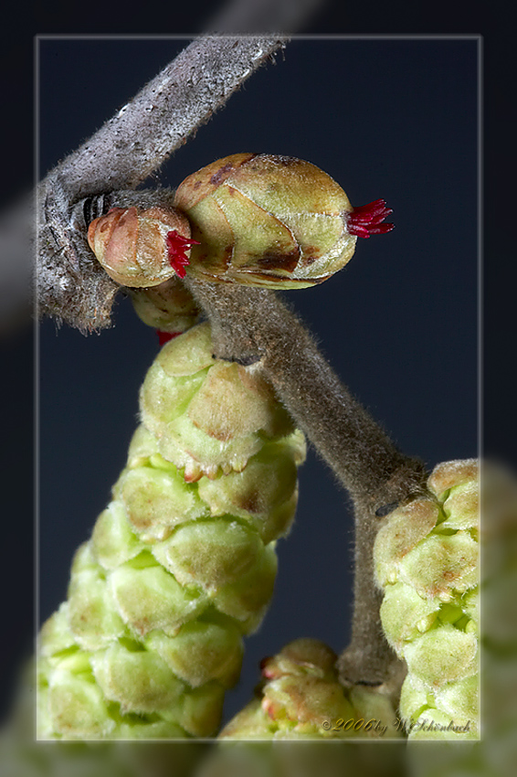 Haselnu�bl�te ( weiblich )