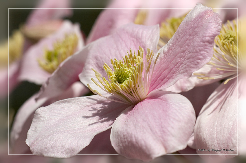 Clematisbl�te, Nahansicht