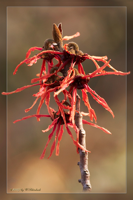 rotbl�hende Zaubernu�