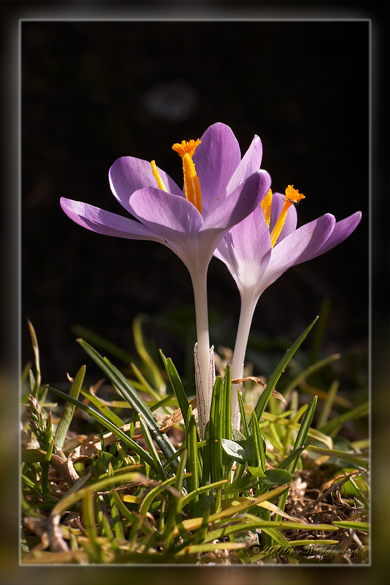 Leuchtende Krokusbl�ten
