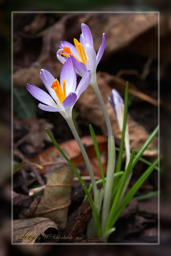 Krokusbl�te ...
