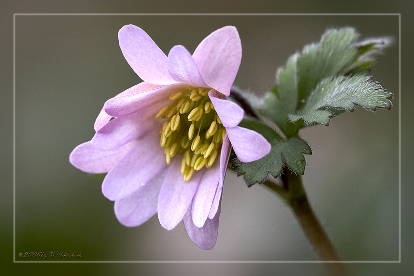 die erste Anemone bl�ht...