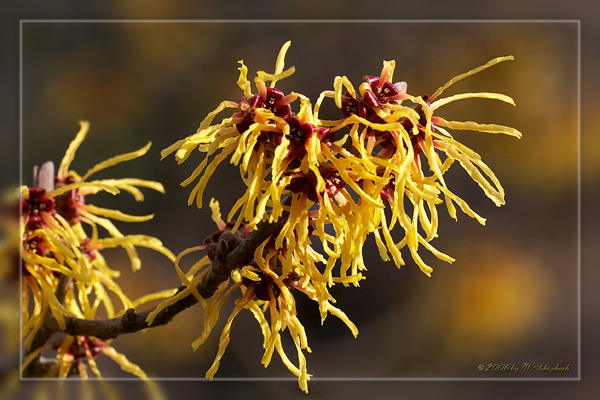 Zauberhafte Bl�ten...