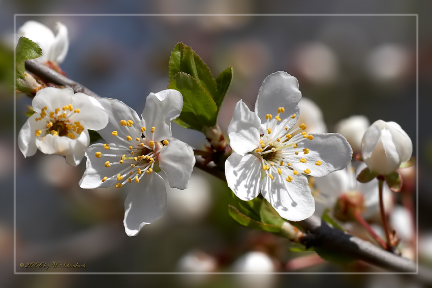 Wildkirschenbl�te...