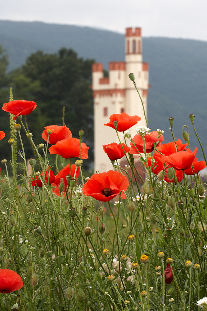 wilder Mohn am M�useturm