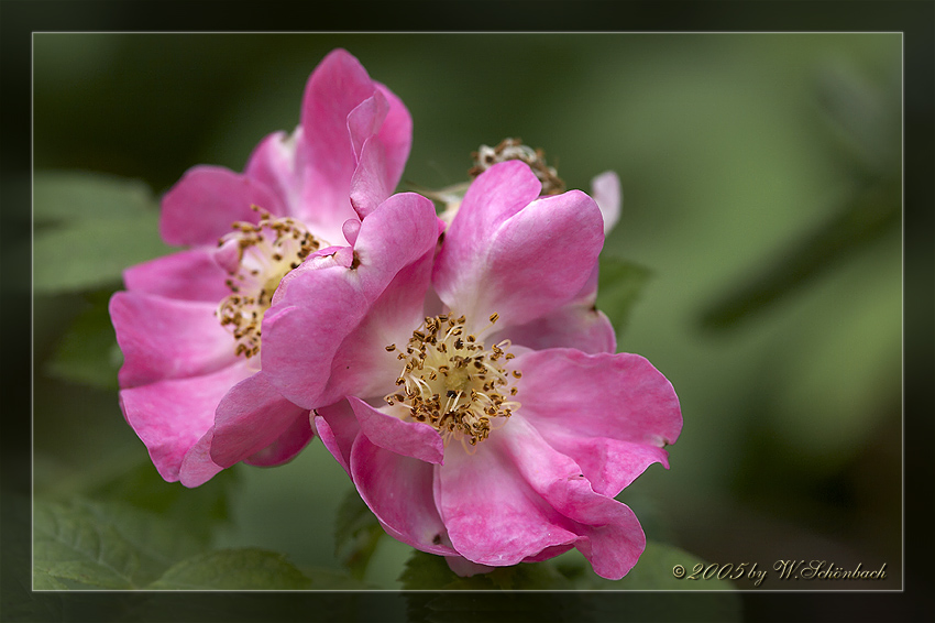 Wildrosenbl�te...