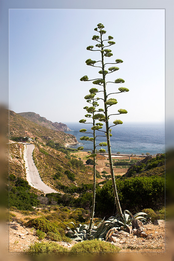 Agavenbl�te auf Patnos