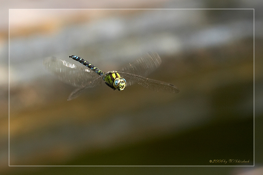 Blaugr�ne Mosaikjungfer, Flugstudie