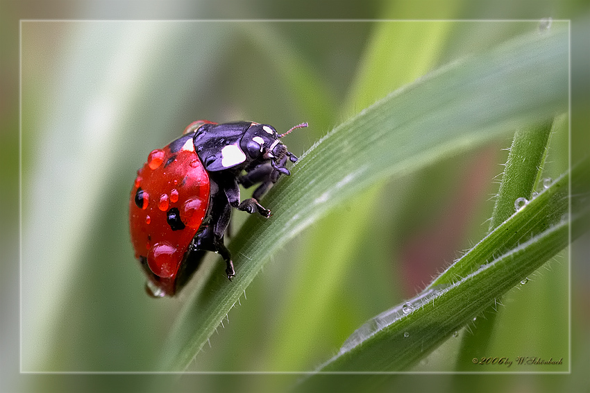 Marienk�fer nach einem Regenschauer...