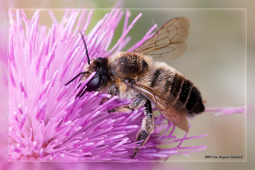 Fr�hlings-Seidenbiene