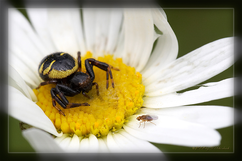 Ver�nderliche Krabbenspinne in Lauerstellung