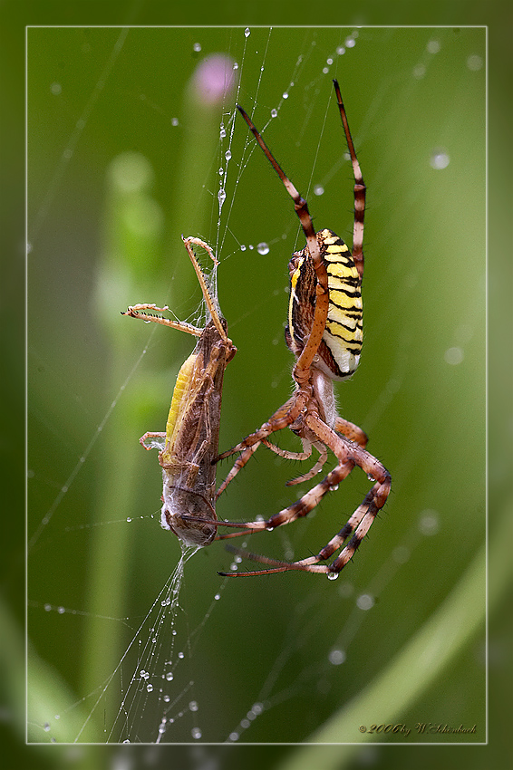 Wespenspinne mit Grash�pfer als Beute