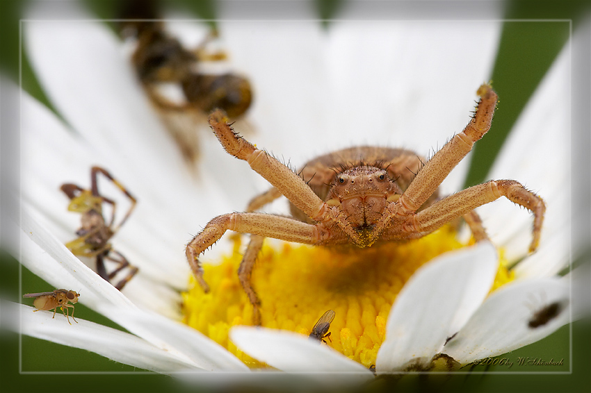 Warten auf die n�chste Beute...