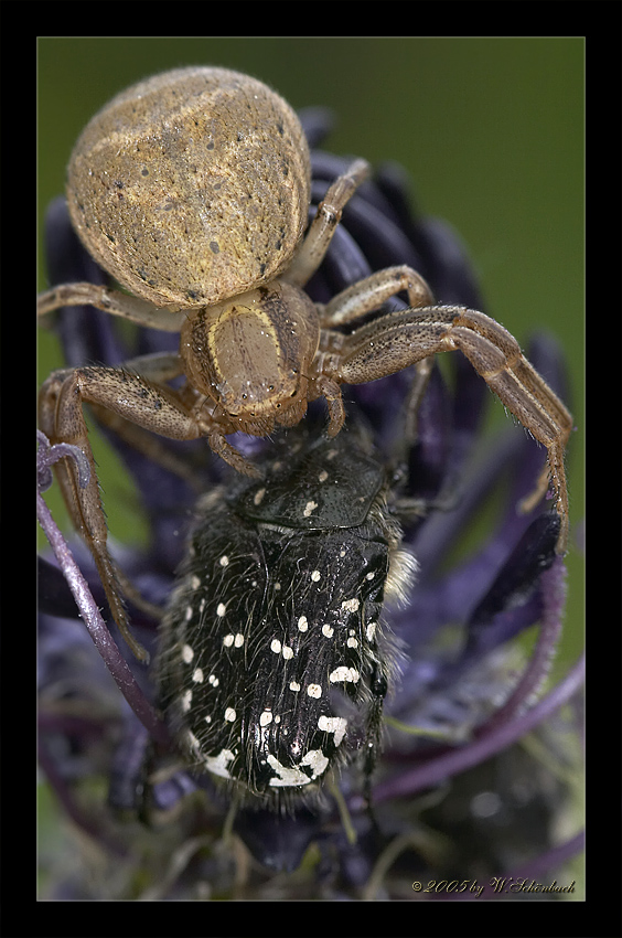 Krabbenspinne mit Beute