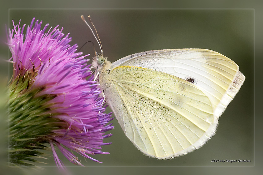 Kohlwei�ling auf Distelbl�te