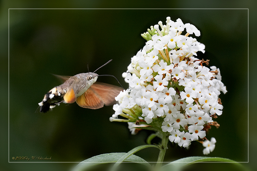 Taubenschw�nzchen (3)