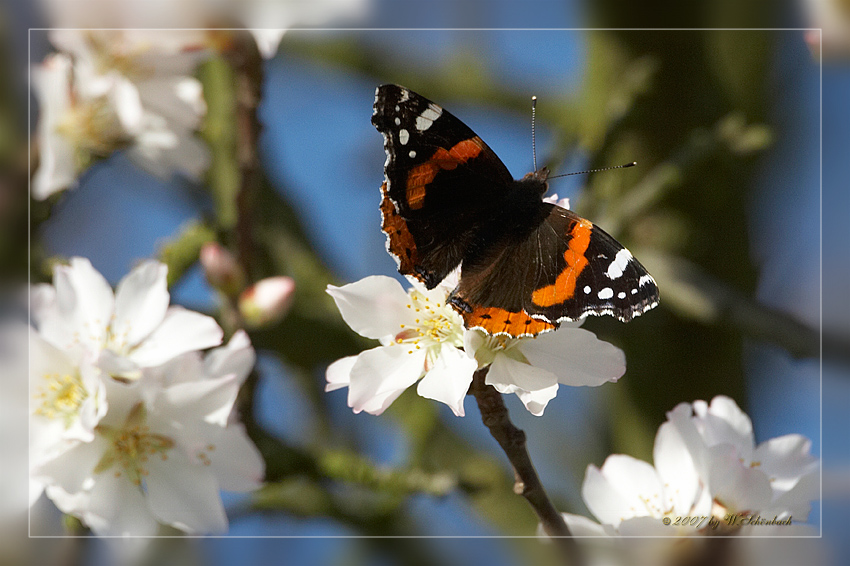 Admiralfalter als fr�her Fr�hlingsvorbote