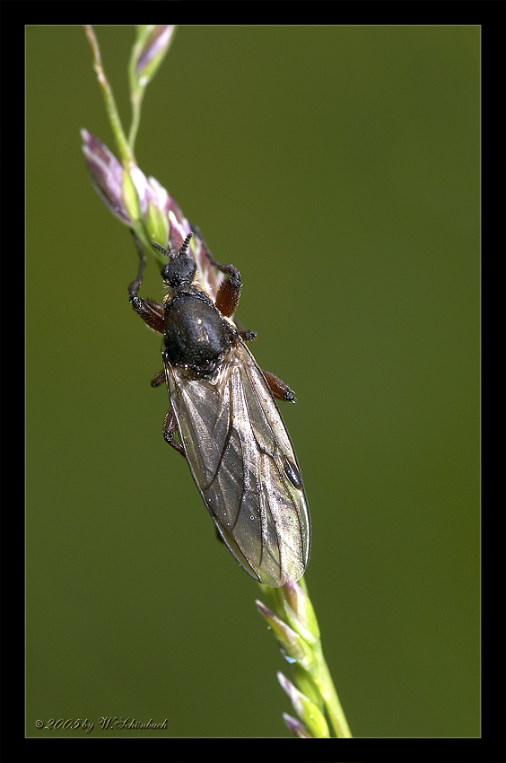 Starr vor K�lte der Nacht...