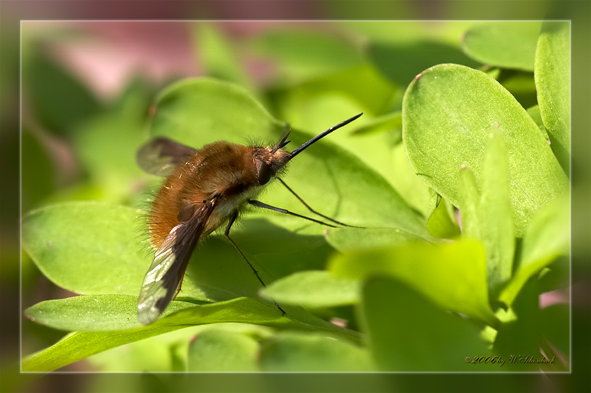 Gro�er Wollschweber