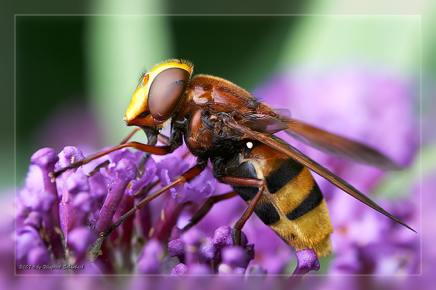 Gro�e Waldschwebfliege