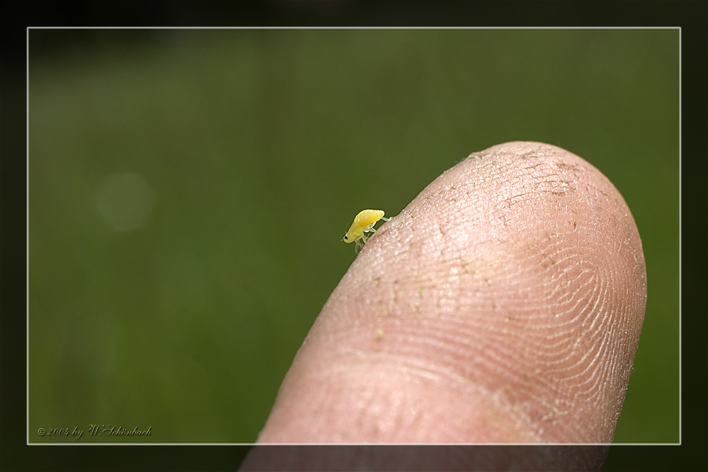 D�umling.... ;-))   eine Wiesenschaumzikade