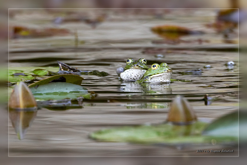 Fr�sche in Balzstimmung