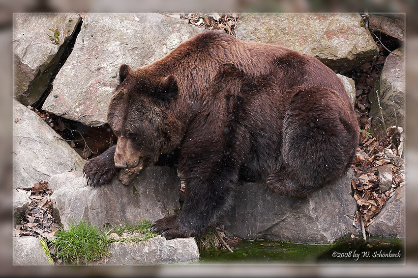 Braunb�r (04)