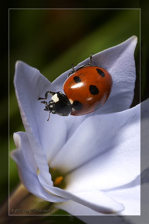 Marienk�fer4