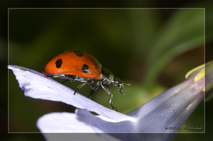 Marienk�fer2