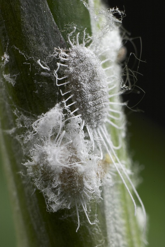 Kleine Monster  ( Schmierl�use )