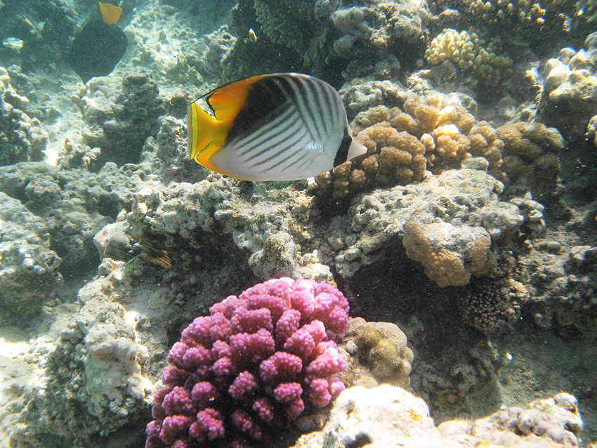 F�hnchen - Falterfisch (1)