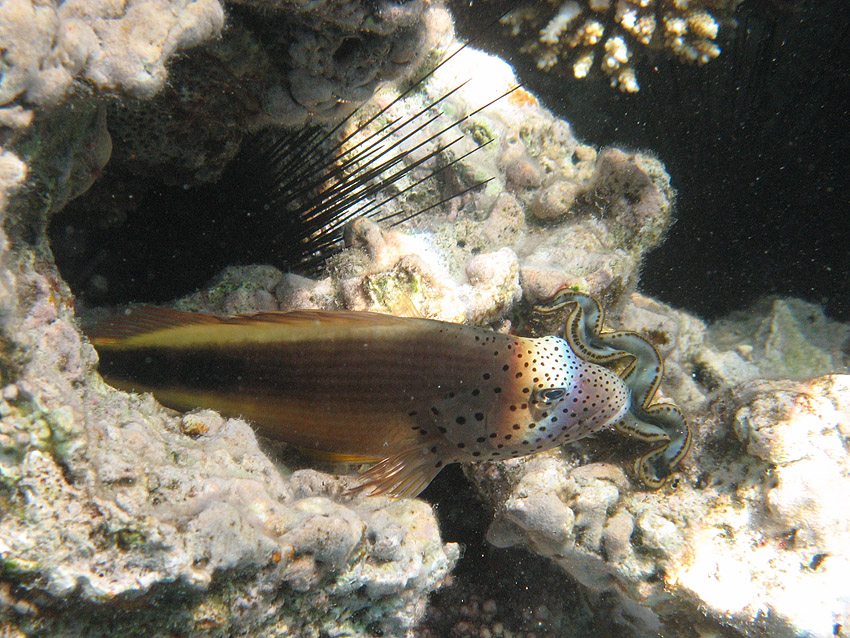 Korallenw�chter, B�schelbarsch (2)