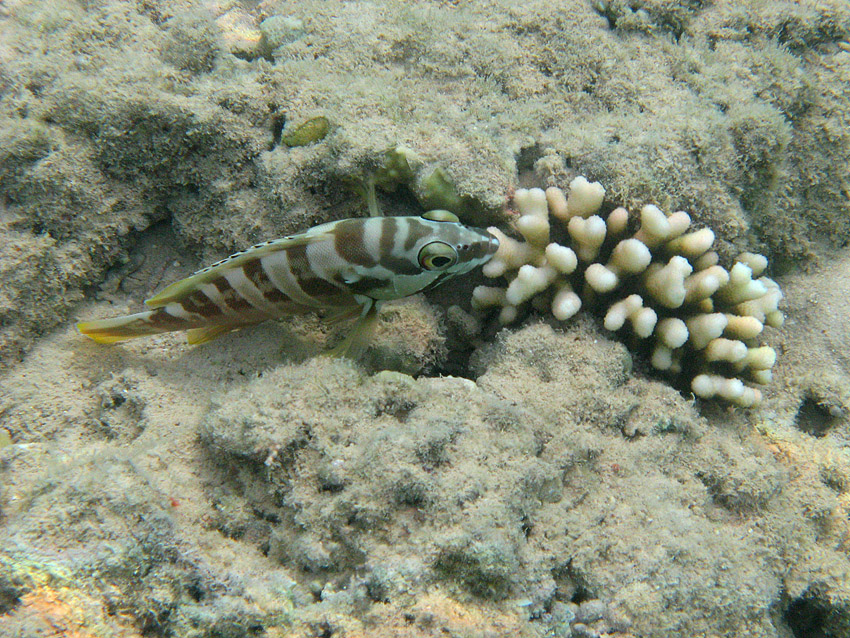 Baskenm�tzen-Zackenbarsch