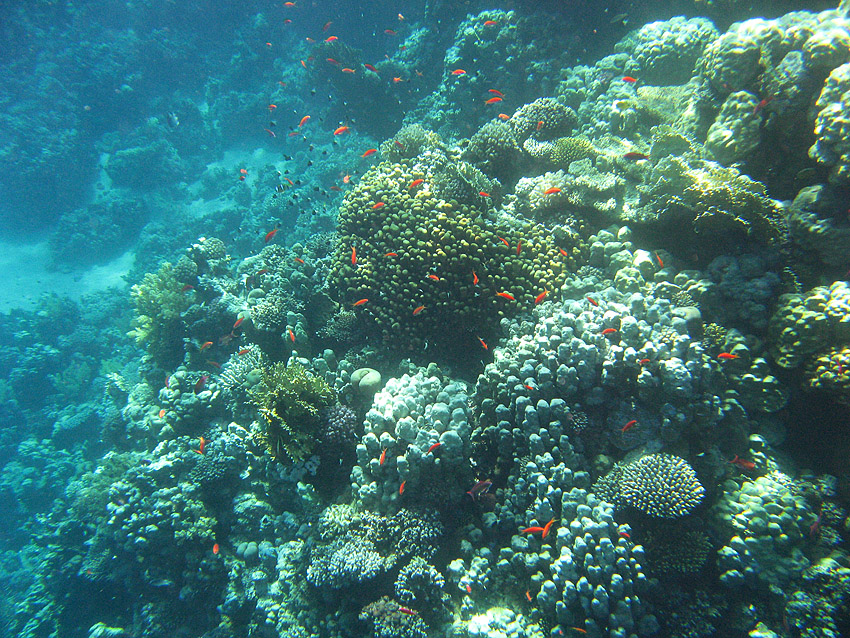 Fahnenbarsche und Schwalbenschw�nze