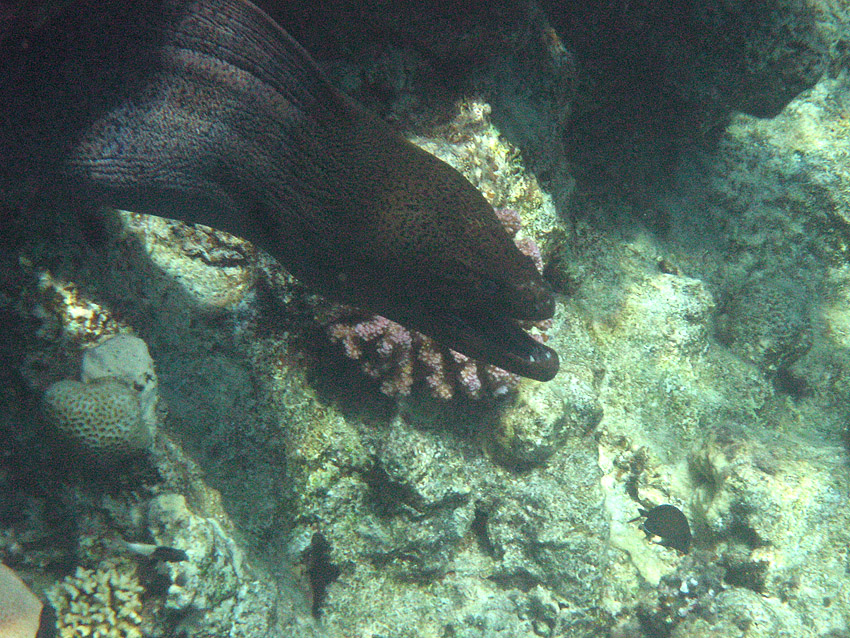 Riesenmur�ne (003)