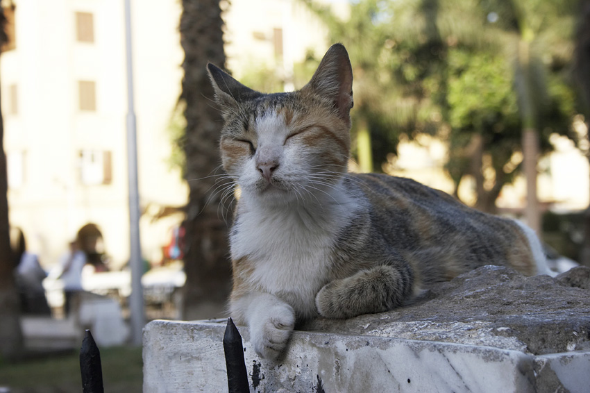 (096) ich bin m�de...