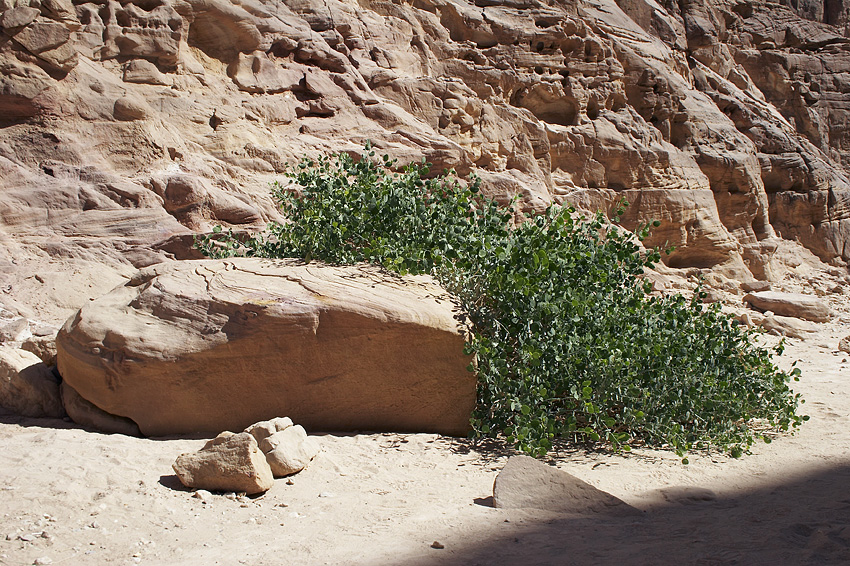 (028) Auch hier ist Gr�nes zu finden...