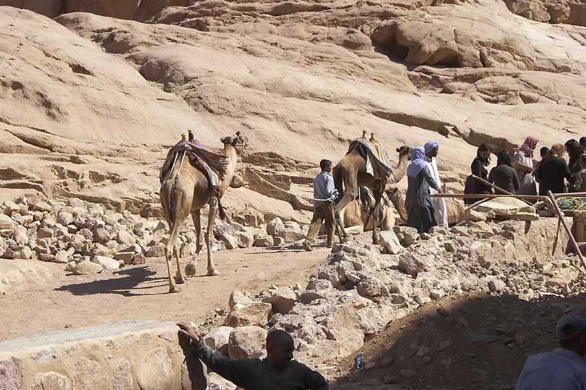 (029) Dromedare, bereit f�r einen kleinen Ritt...