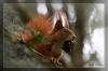 Eichh�rnchen...