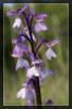 Orchis morio (Nahaufnahme der Bl�te)