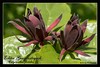 Calycanthus floridus - echter Gew�rzstrauch