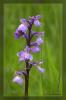 Orchis morio  (Nahaufnahme der Bl�te)