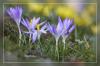 Die ersten Krokus bl�hen...